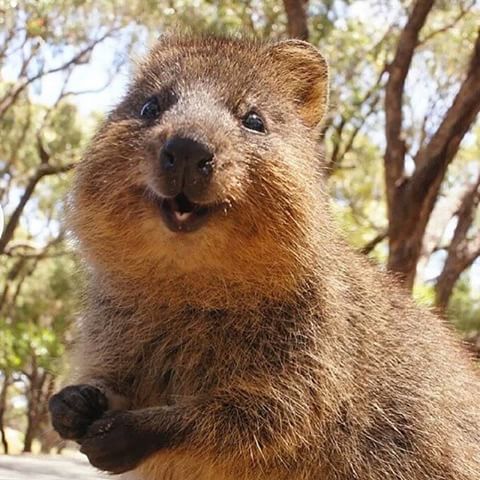 Happiest Animal In The World - Be More Awesome Happiest Animal In The World - Be More Awesome