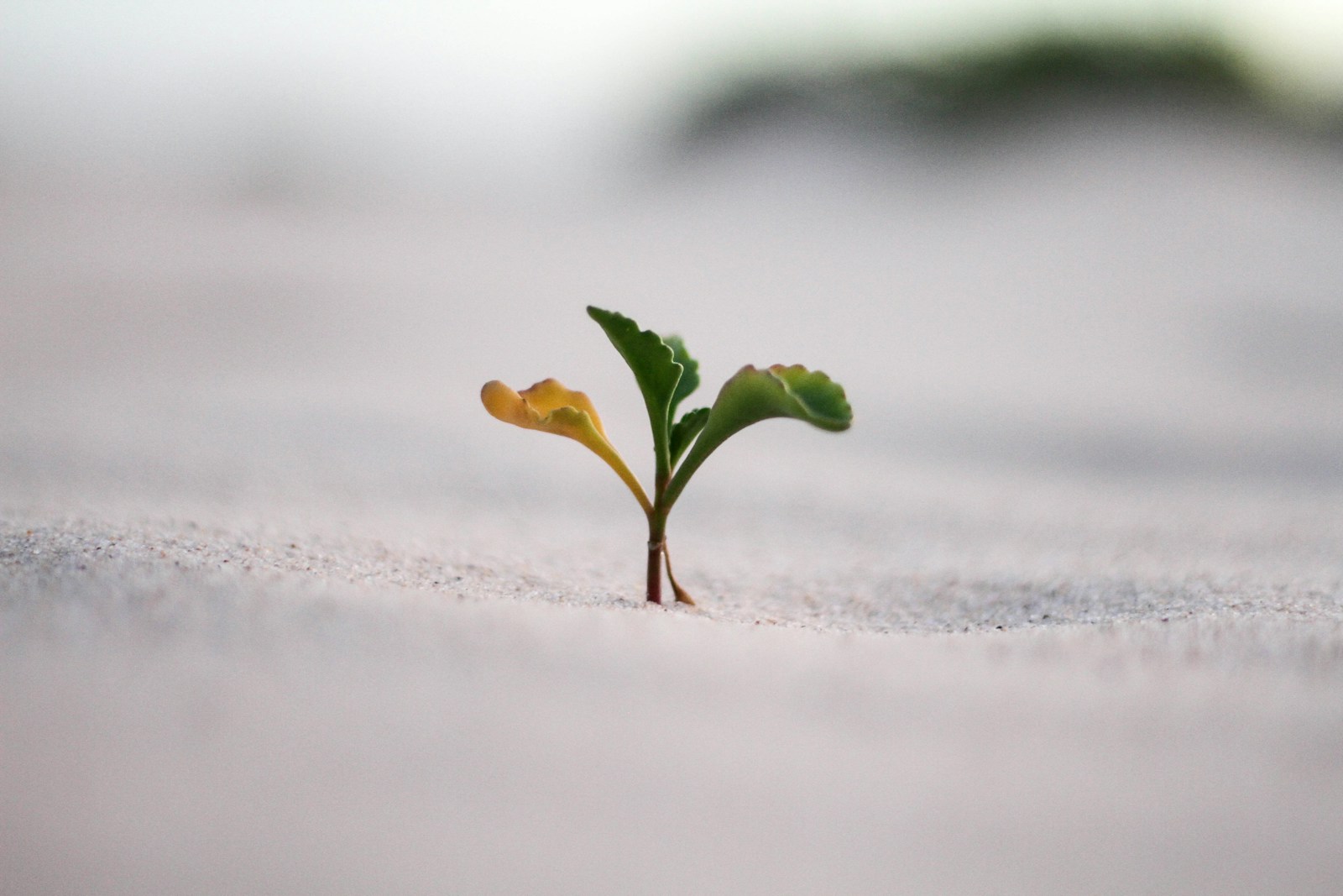 How to change your mindset from negative to positive